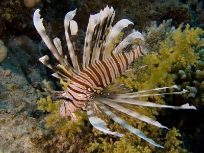Rascasse volante commune (Pterois miles) - Scorpaenidae