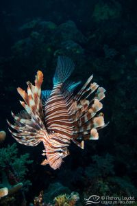 Rascasse volante commune (Pterois miles) - Scorpaenidae