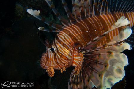 Rascasse volante commune (Pterois miles) - Scorpaenidae