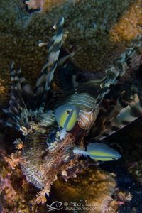 Rascasse volante commune (Pterois miles) - Scorpaenidae