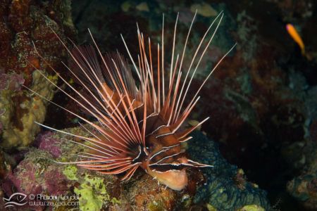 Rascasse volante yaonnée (Pterois radiata) - Scorpaenidae