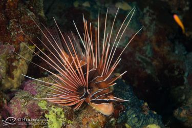 Rascasse volante yaonnée (Pterois radiata) - Scorpaenidae