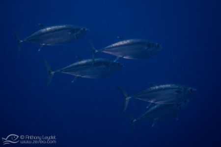 Thon à dents de chien (Gymnosarda unicolor) - Scombridae