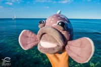 Les mérous en peluches des Peluches de Marius